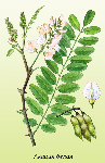 Baltās akācijas ziedi ( Robinia pseudoacacia )