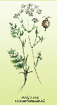 Klinšu noragas sakne ( Pimpinella saxifraga )