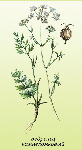   (Pimpinella saxifraga)