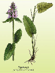 Ārstniecības pātaines laksti ( Betonica officinalis )