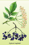   (Sambucus nigra)