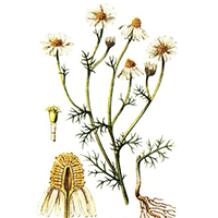 Ромашка лекарственная  Matricaria (Chamomilla Recutita)