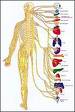 Центральная нервная система