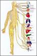 Central nervous system