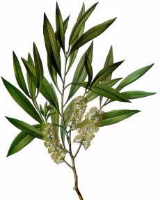Чайное дерево (Melaleuca alternifolia)