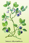 Черника (Vaccinium myrtillus)
