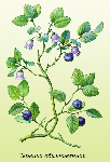  (Vaccinium myrtillus)