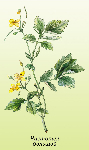   (Chelidonium majus)