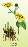   (Inula helenium)