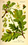 Parastā ozola miza ( Quercus robur )