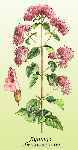 Raudenes laksti ( Origanum vulgare )