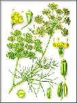 Parastā fenheļa augļi ( Foeniculum vulgare )