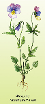 Trejkrāsu vijolītes laksti ( Viola tricolor )