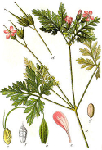 Ģerānijas laksti ( Geranium robertianum )