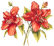 Sabdarifa ziedi ( Hibiscus sabdariffa )