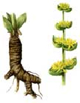 Dzeltenās genciānas laksti ( Gentiana lutea )