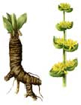   (Gentiana lutea)