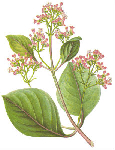 Хинное дерево лекарственное (Cinchona officinalis)