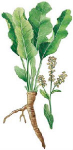 Mārrutka sakne ( Armoracia rusticana )