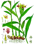 Имбирь лекарственный (Zingiber officinalis)