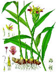 Ārstniecības ingvera sakne ( Zingiber officinale )