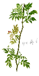 Ksantoksila sēklas ( Zanthoxylum piperitum )