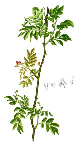   (Zanthoxylum piperitum)