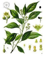Kampara eļļa (Cinnamomum camphora)
