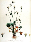 Камнеломка зернистая (Saxifraga granulata)