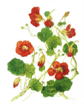  ,    (Tropaeolum majus)