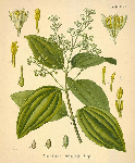 Kanēļkoka miza ( Cinnamomum zeylanicum )