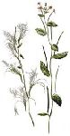 Кипрей малоцветковый (Epilobium parviflorum)