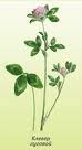 Клевер луговой (Trifolium pratense)