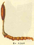 Ķīnas kordicepsa ekstrakts ( Cordyceps sinensis )