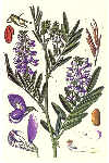   (Galega officinalis)