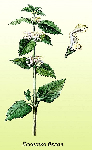   (Urtica dioica )