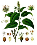   (- Sangre de Drado) ( Croton lechleri )