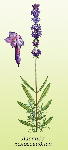 Lavandas ziedi ( Lavandula officinalis )