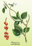 Ķīnas citronliānas augļi ( Schizandra chinensis )