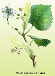 Liepas ziedi ( Tilia cordata )