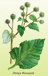   (Arctium lappa)