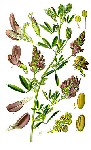   (Medicago sativa)