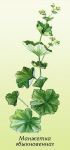 Parastā rasaskrēsliņa laksti ( Alchemilla vulgaris )