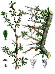  (Commiphora myrrha)