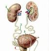 Urinary system