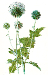 Stepes ežziedes augs ( Echinops sphaerocephalus )