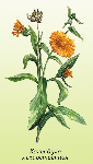 Ārstniecības kliņģerītes ziedi ( Calendula officinalis )