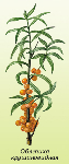 Smiltsērkšķu augļi ( Hippophae rhamnoides )