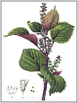 Перилла кустарниковая (Perilla frutescens)