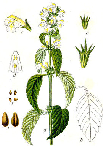 Пикульник посевной (Galeopsis segetum)